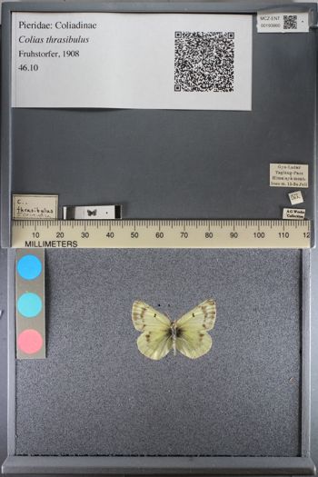 Media type: image;   Entomology 193860
